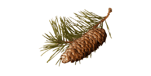 Pine Cone - png ฟรี