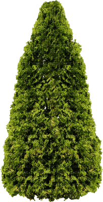 tree baum bush busch - ücretsiz png