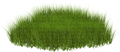 grass-erba-gräs-minou52 - png gratis