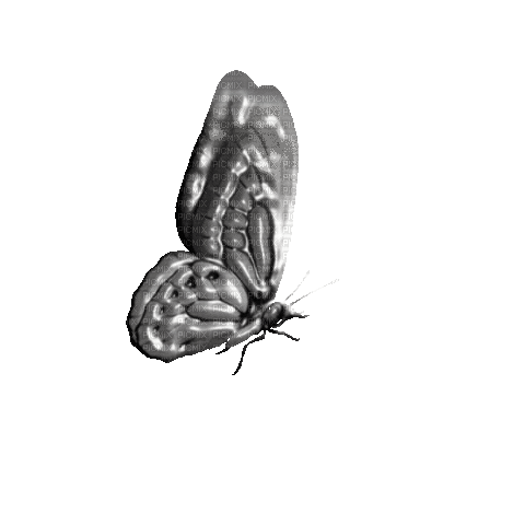 Butterfly - Zdarma animovaný GIF