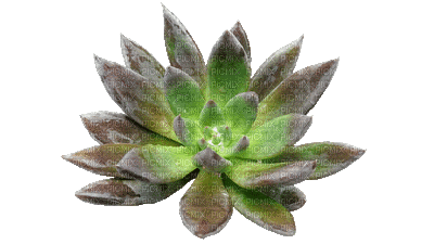 succulent plants bp - Animovaný GIF zadarmo