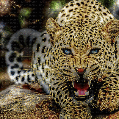 leopardo - Nemokamas animacinis gif