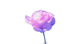 rose gif - GIF animado grátis
