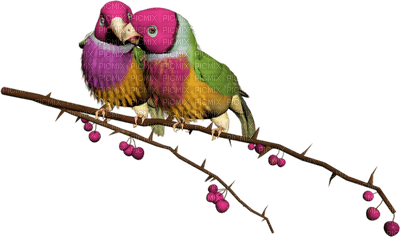 Parrot birds bp - zdarma png