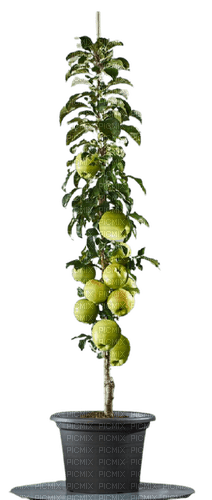 Fruitier en pot - darmowe png