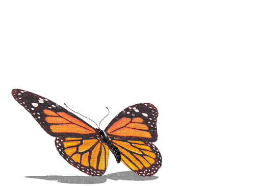 butterfly papillon schmetterling - Besplatni animirani GIF