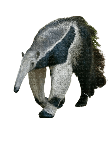 anteater - ingyenes png