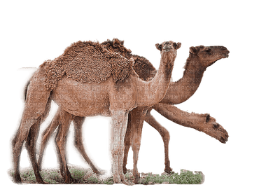 camel bp - png gratis