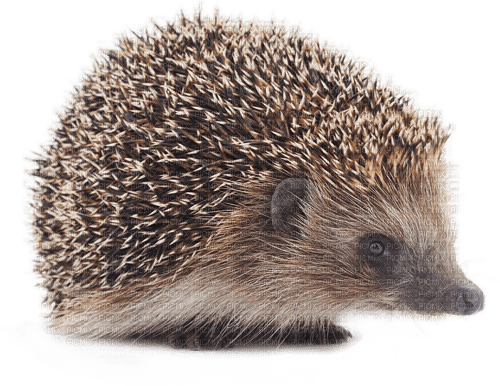 Y.A.M._Animals Hedgehog - png gratis