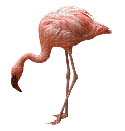 Flamingo - png ฟรี