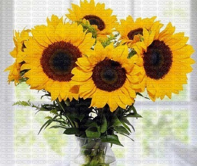 SUNFLOWERS - Free PNG