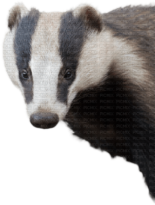 badger bp - png gratuito