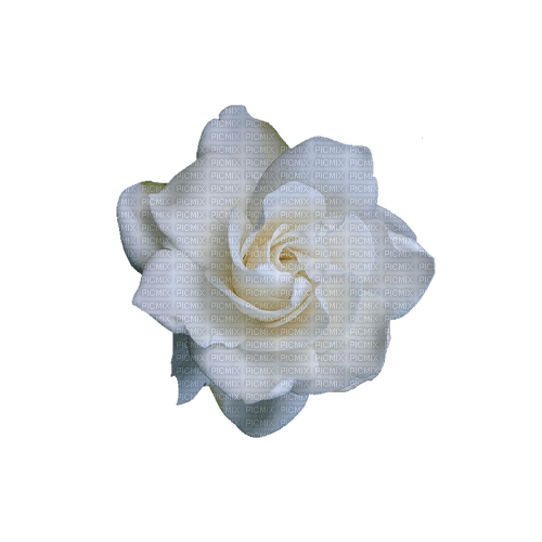 kikkapink deco scrap white rose - PNG gratuit