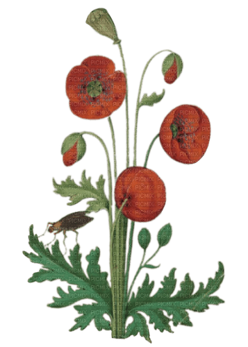 vintage poppies - zadarmo png