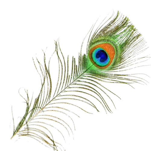 Peacock feather - zdarma png