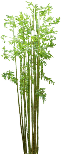 bamboo tropical sunshine3 - PNG gratuit