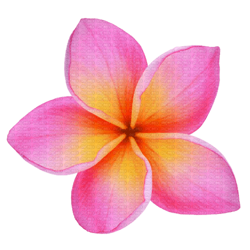 Pink Plumeria - png grátis