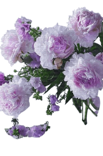 Blumen - фрее пнг