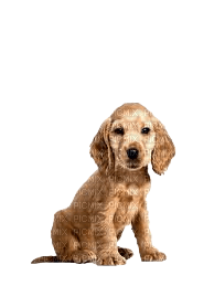 Chien - Free PNG