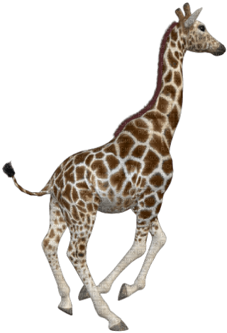 girafe - png ฟรี