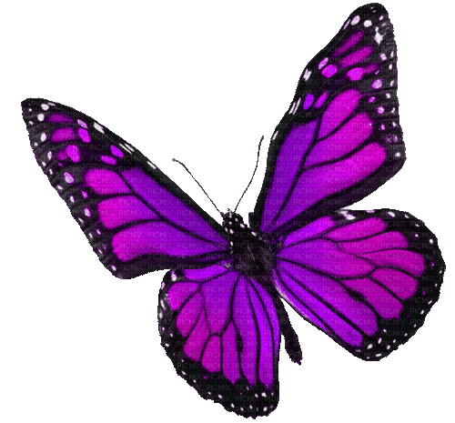 Animated.Butterfly.Purple - By KittyKatLuv65 - Free animated GIF