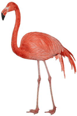 Kaz_Creations Flamingos Birds Bird - png gratis
