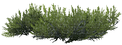 Деревья - Безплатен анимиран GIF