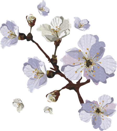 White Cherry Blossom - besplatni png