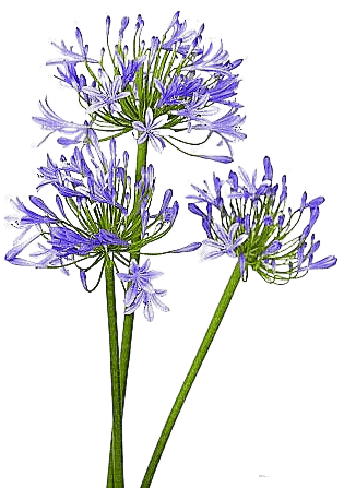 Fleur.Flowers.Purple.Victoriabea - PNG gratuit