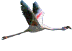 oiseaux - Besplatni animirani GIF