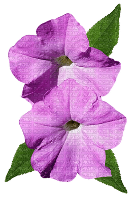 kukka fleur flower - 免费PNG