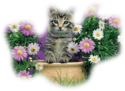 patymirabelle fleurs et chat - PNG gratuit