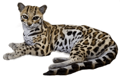 Kaz_Creations Cat Cheetah - png gratuito