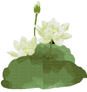 flowers - Δωρεάν κινούμενο GIF