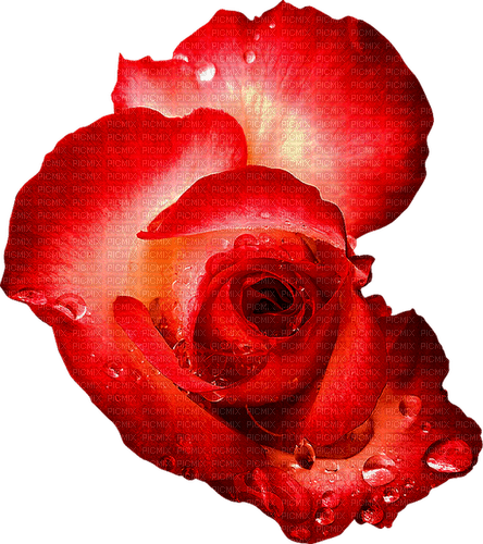 Rose.Red - PNG gratuit
