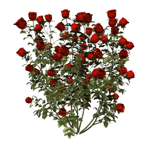 kikkapink deco scrap red roses bush - ücretsiz png