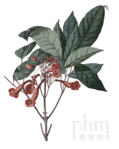 Flower Plants - 無料のアニメーション GIF