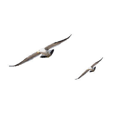 Птицы - Zdarma animovaný GIF