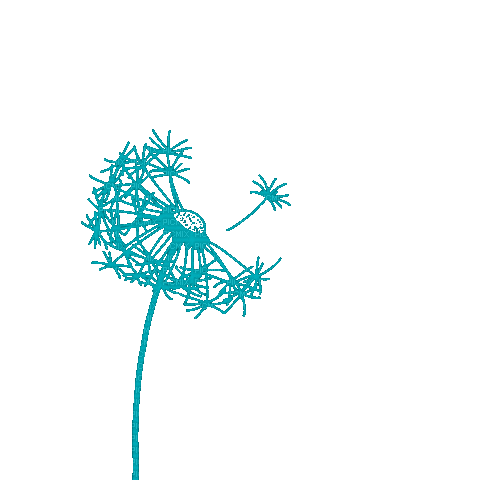 Dandelion.Pissenlit.Flower.gif.Victoriabea - GIF animé gratuit