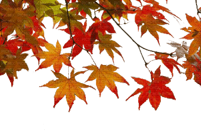 autumn leaves bp - Ingyenes animált GIF