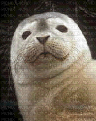 seal - GIF animado grátis