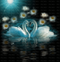 Rena Water swan animated Hintergrund Schwäne - Besplatni animirani GIF