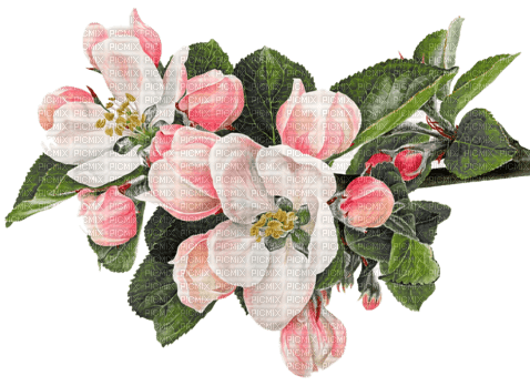 Цветок яблони - ilmainen png