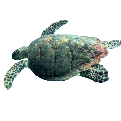 Sea Turtle - Безплатен анимиран GIF