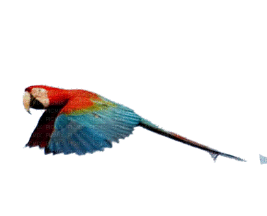 pappagallo - Zdarma animovaný GIF