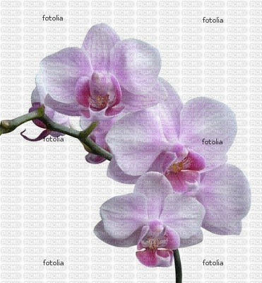 orchidee - zdarma png