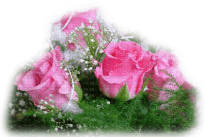 roses - ilmainen png