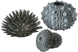 sea urchin  (created with gimp) - Безплатен анимиран GIF