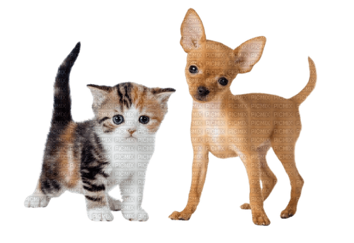 dog cat family - kostenlos png