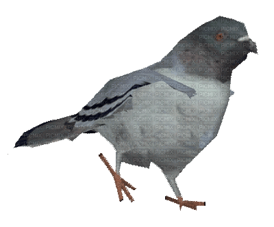 Bird, Birds, Black, Gray, Animation, GIF - Jitter.Bug.Girl - Бесплатный анимированный гифка